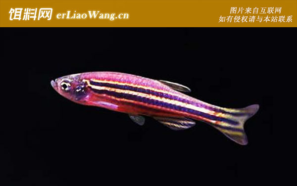 斑马鱼:公母辨别