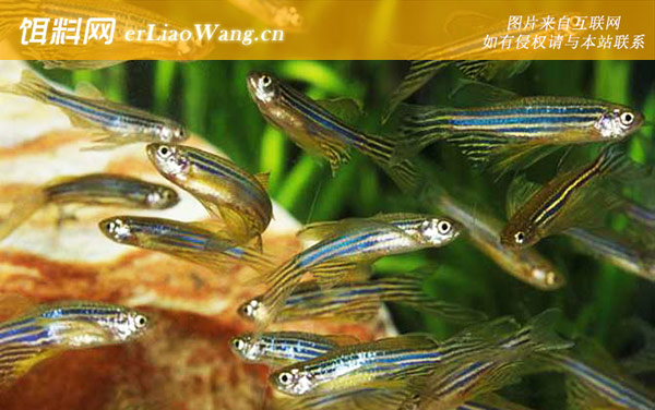 斑马鱼:饲养方法