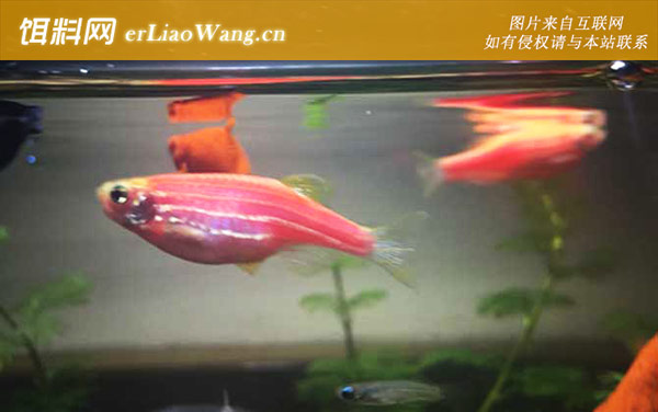 斑马鱼:幼鱼孵化