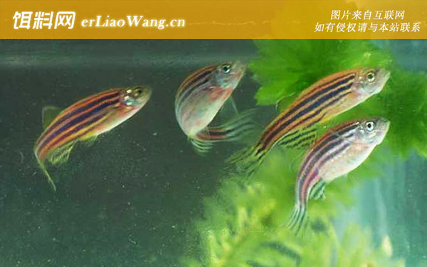 斑马鱼:幼鱼管理