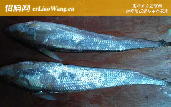 刀鱼:常见种类