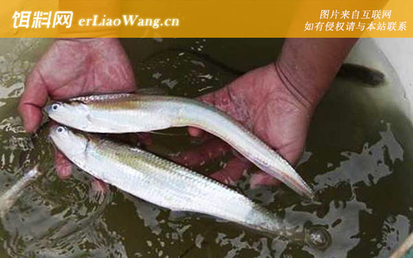 刀鱼:定居型刀鱼