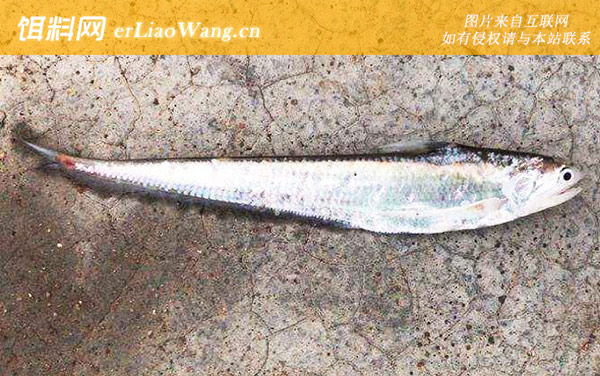 长江刀鱼:生活习性