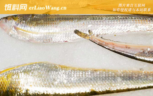 长江刀鱼:食用价值