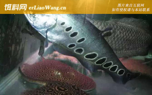 东洋刀鱼:生活习性