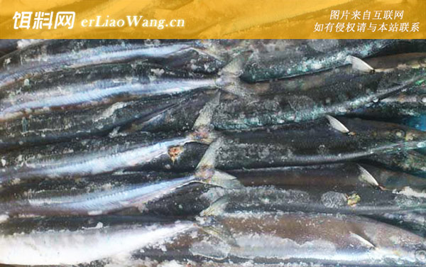 秋刀鱼:生活习性