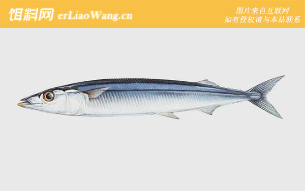 宝刀鱼:生活习性