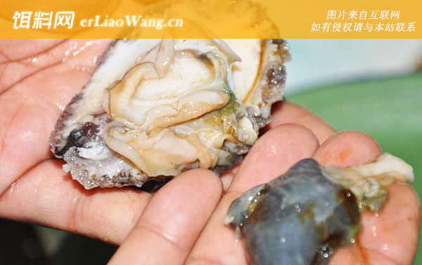 鲍鱼:清理内脏