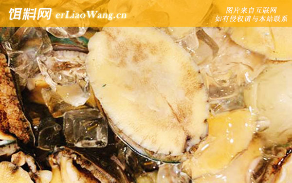 鲍鱼:禁食部位