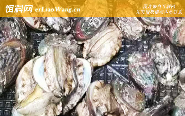 鲍鱼:食用价值
