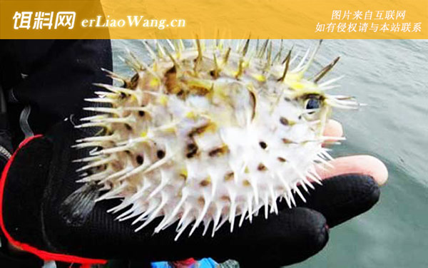 刺鲍鱼:生活习性