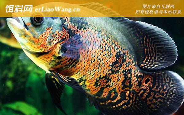 白化地图鱼:虎纹地图鱼