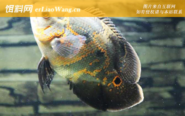 地图鱼吃什么食物-雌雄鉴别