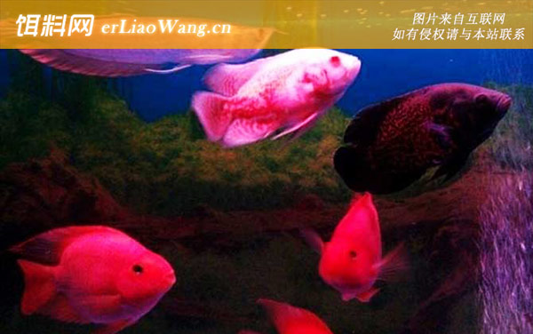 地图鱼:饲养方法