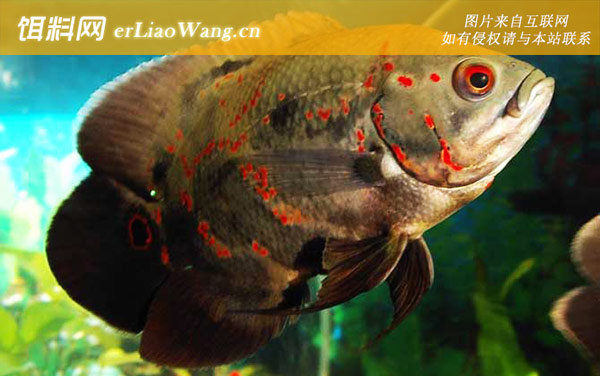 地图鱼:病害防治