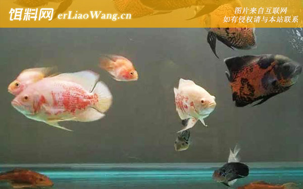 地图鱼:常见种类