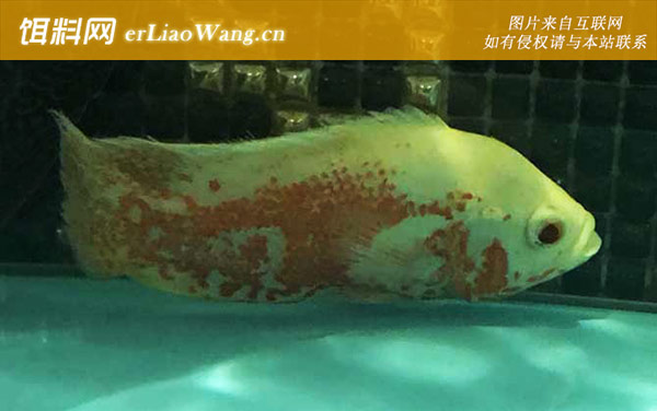 地图鱼:生活习性