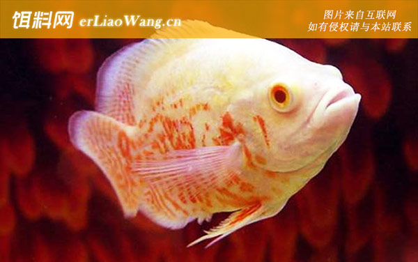 地图鱼:常见种类