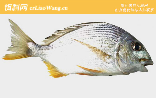 鲷鱼:代表物种