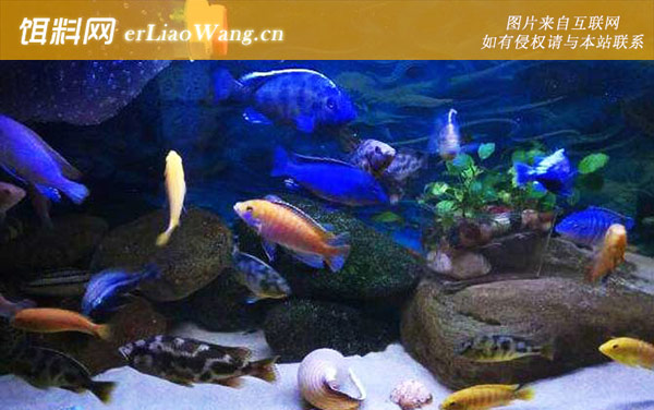 三湖慈鲷:生活习性