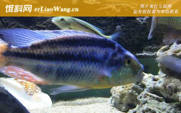 马鲷鱼:代表物种