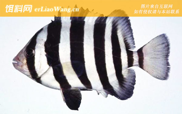 条石鲷:生活习性