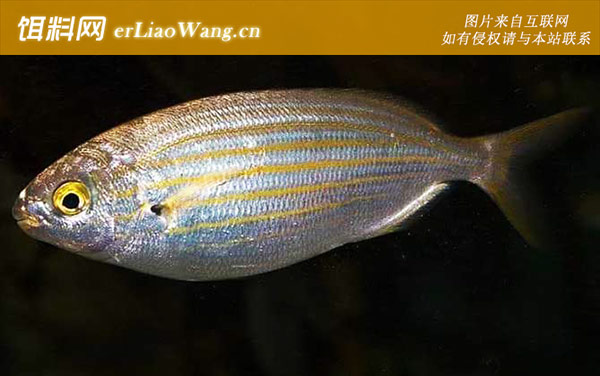 叉牙鲷:生活习性