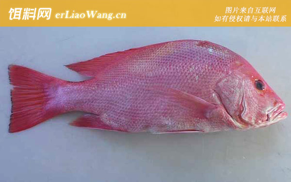 红鲷鱼是什么鱼-分布范围