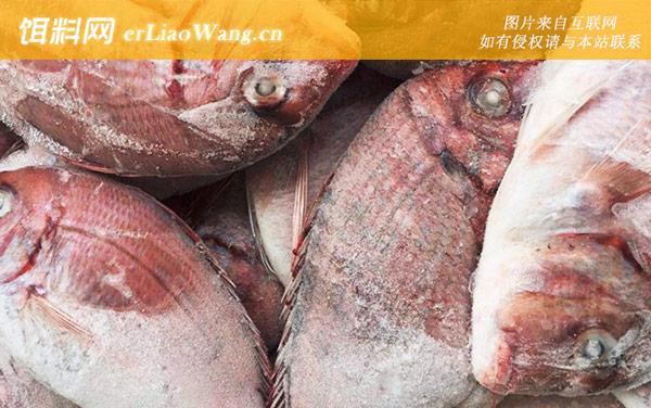 红鲷鱼:生活习性