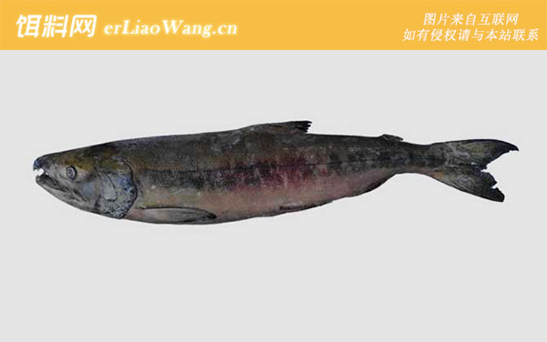 大马哈鱼:生活习性