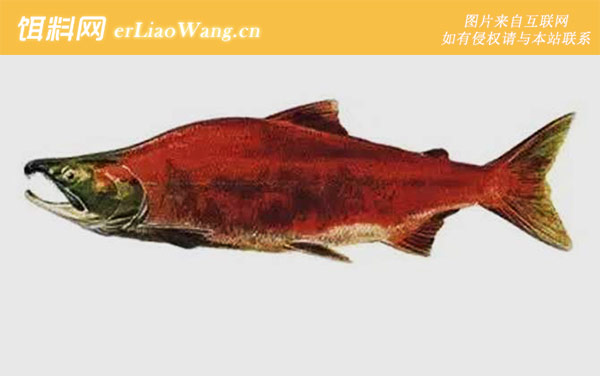大鳞大马哈鱼:红大马哈鱼(红鲑)