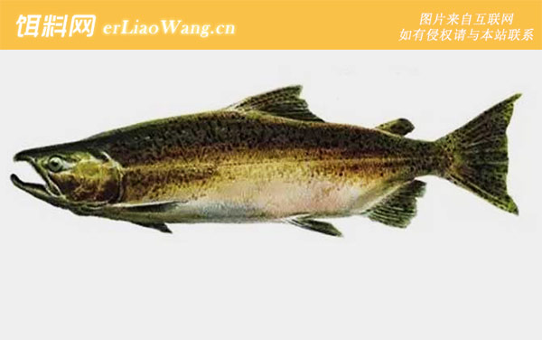 银大马哈鱼:大鳞大马哈鱼(王鲑)