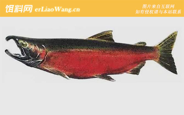 马苏大马哈鱼:银大马哈鱼(银鲑)