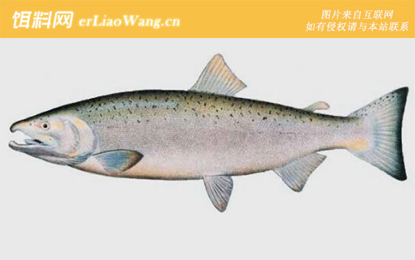 马苏大马哈鱼:马苏大马哈鱼(樱鳟)