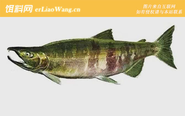 大马哈鱼:产地分布