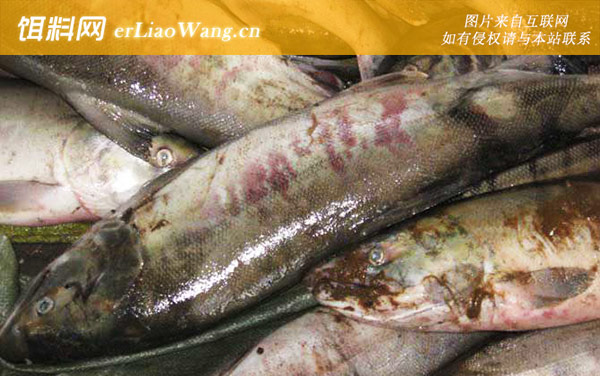 大马哈鱼:代表物种