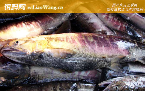 抚远大马哈鱼:保护范围