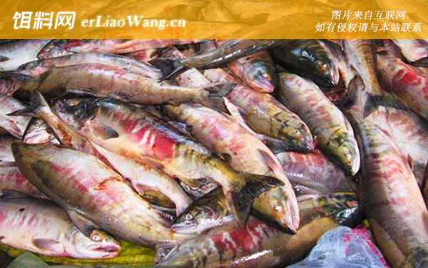 抚远大马哈鱼:所获荣誉