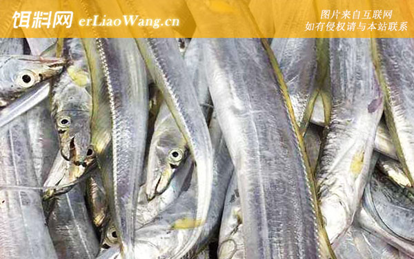 日本带鱼:小带鱼