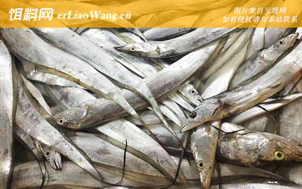 日本带鱼:日本带鱼