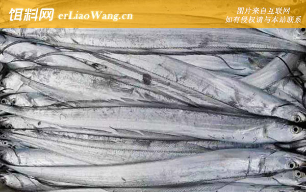 带鱼:生活习性