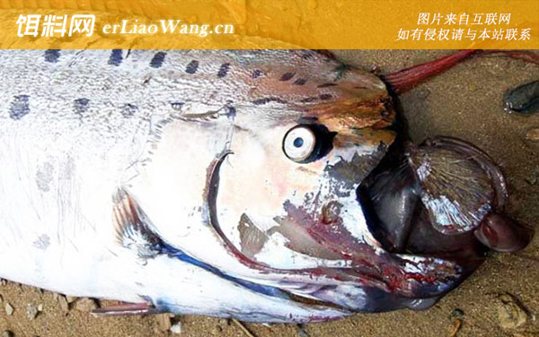 皇带鱼:生活习性