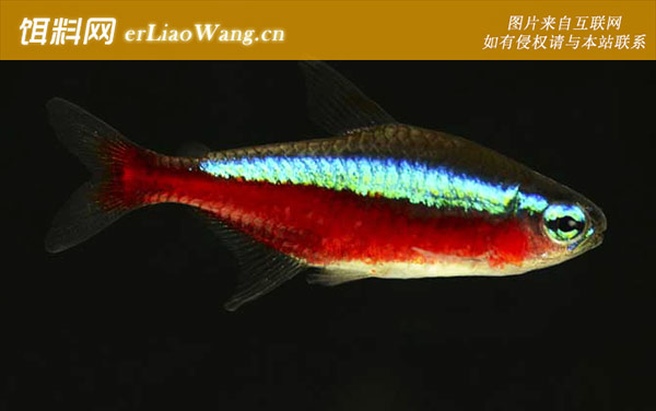 灯笼鱼:生活习性