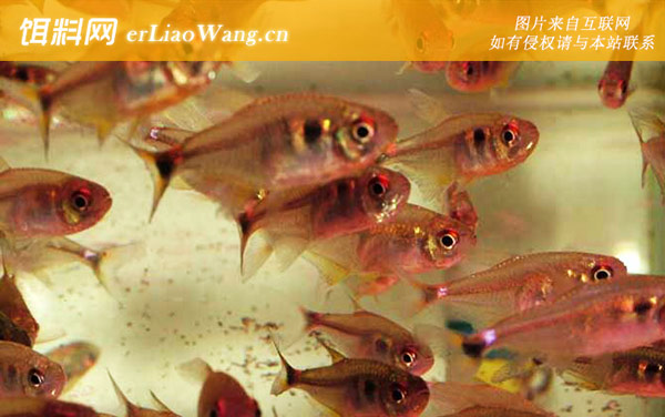 灯笼鱼:常见种类