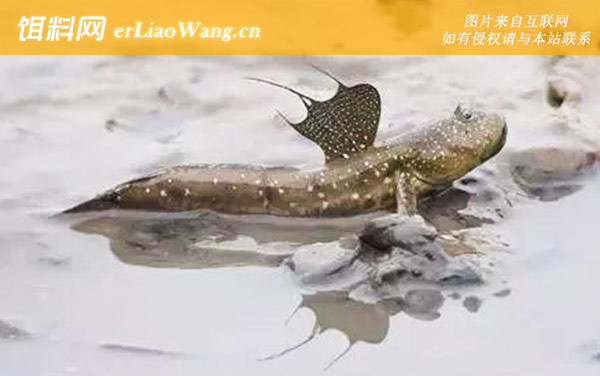 弹涂鱼:生活习性