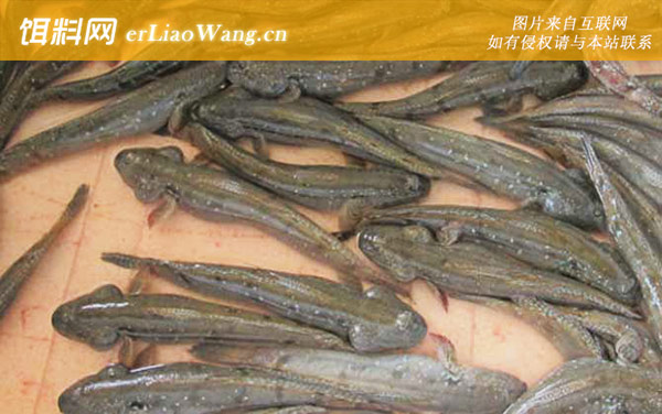 跳跳鱼:食用价值