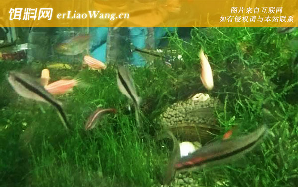 灯鱼:形态特征