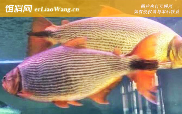 马克土司:红尾河虎