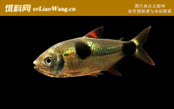 红灯管鱼:马克土司