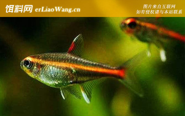 金线灯鱼:红灯管鱼
